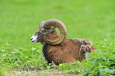 互动式剧情游戏《迷失神祇》DLC“俄耳甫斯”上架Steam平台 6月27日推出